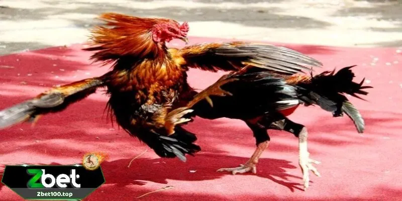 Luật chơi đá gà thomo zbet